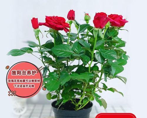 玫瑰花怎么养水里（玫瑰花的水养方法及注意事项）