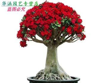 玫瑰花养殖方法（玫瑰花的养护与栽培）