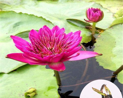 令箭荷花不开花的原因是什么（令箭荷花扦插繁殖方法）