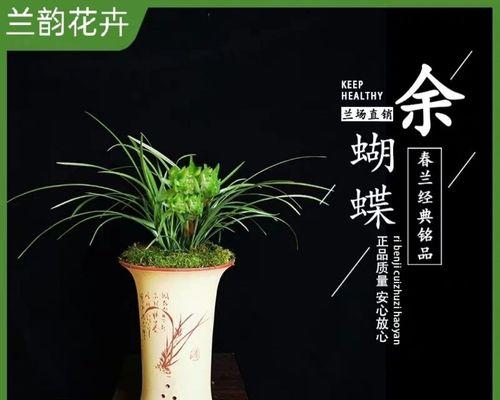 兰花怎么种植方法（有关兰花的栽培与管理）