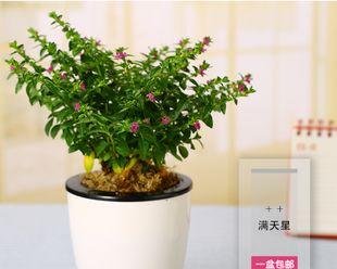 除甲醛植物十大排名（适合家里养的植物介绍）