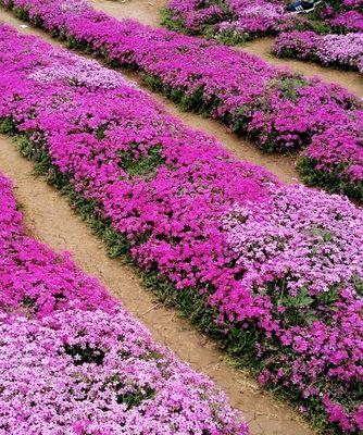 芝樱花苗种植方法和时间（了解芝樱栽培要点）