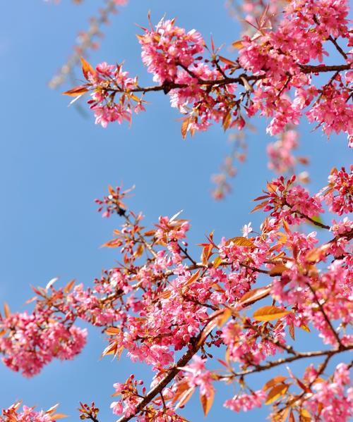 樱花花期是几月份（关于樱花的开放时间）