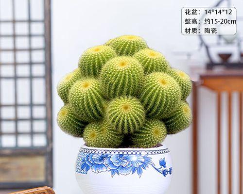 仙人球植物怎么养（仙人球的正确养殖方法）