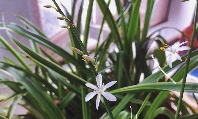 蓝花草的特点是什么（有关蓝花草树木介绍）