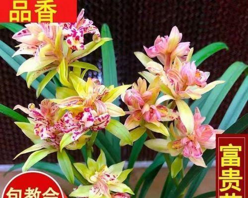 兰花什么时候开花（关于兰花花期简介）