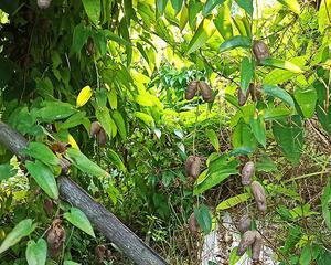 山药种子怎么种植（山药的栽培技术要点）