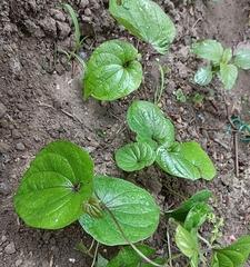 山药种子怎么种植（山药的栽培技术要点）