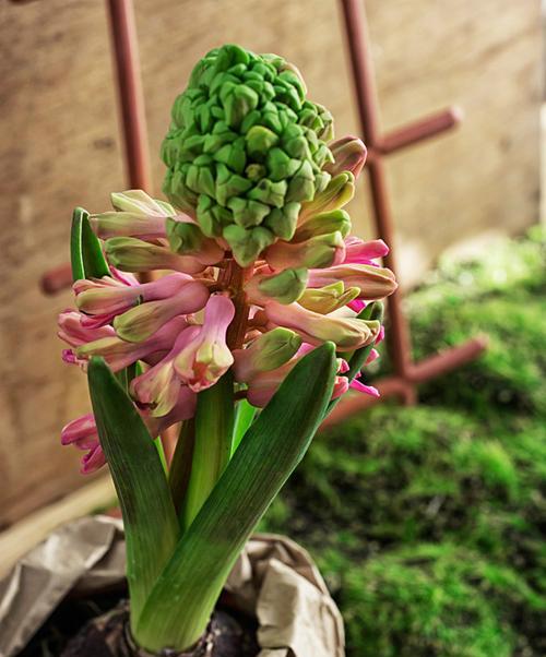 风信子开花时间什么时候（有关风信子的开花过程）