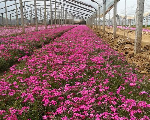 芝樱什么季节种植好（芝樱的种植方法和时间）