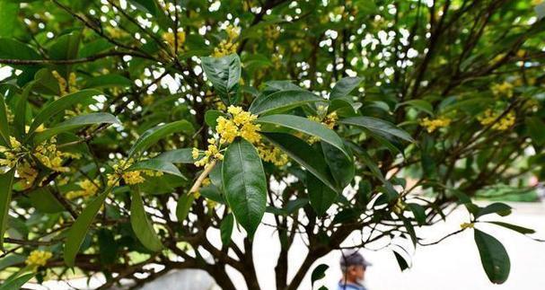 桂花的栽培管理要点（从选种到护理）