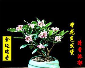 瑞香花怎么养殖（瑞香花的正确养殖方法）