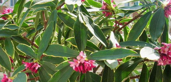 瑞香花怎么养殖（瑞香花的正确养殖方法）