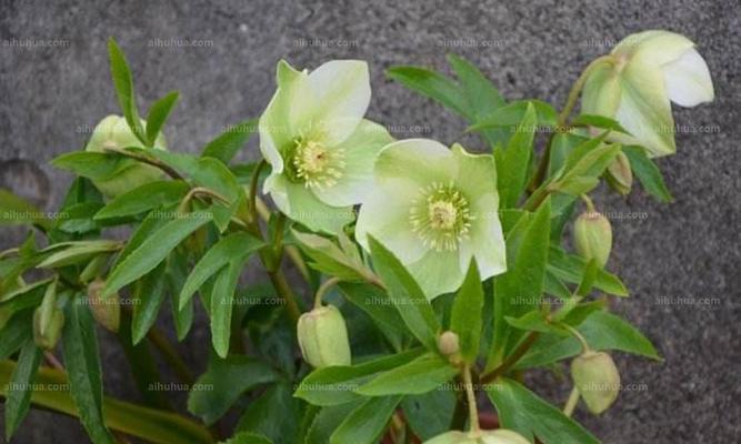 铁筷子花能活几年（关于铁筷子花的养护要点）