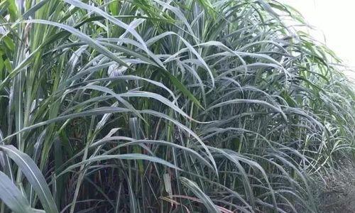 巨菌草适合什么地方种植（种植巨菌草的方法和条件）