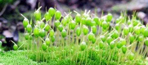 苔藓植物怎么繁殖（描述苔藓植物简单的繁殖方法）