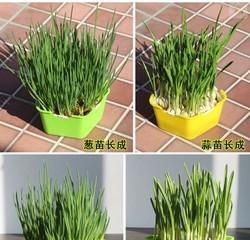 芽苗菜可以种土里吗（芽苗菜种植方法和步骤）