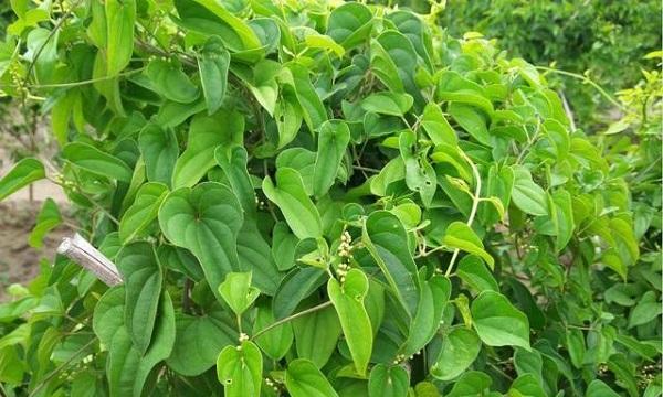 自己在家怎么种山药（种植山药的方法与步骤）