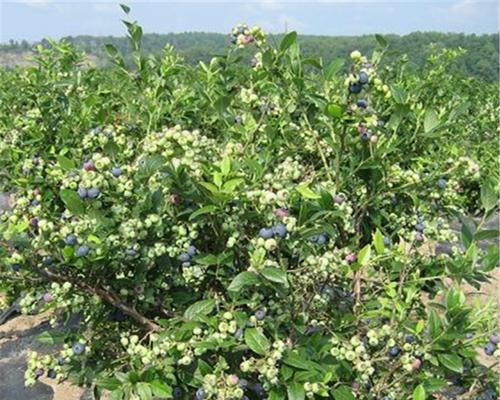 野樱桃盆栽怎么种植方法（野樱桃盆栽栽培技术）