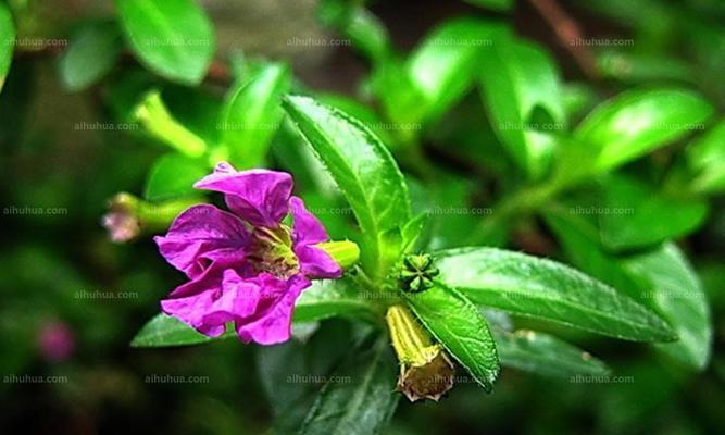 雪茄花怎么养殖（雪茄花种植方法和管理）