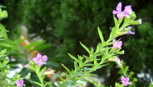 雪茄花怎么养殖（雪茄花种植方法和管理）