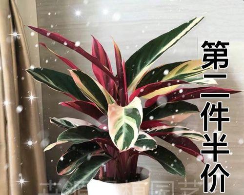 种芋头用什么肥料（芋头高产种植方法和技术）