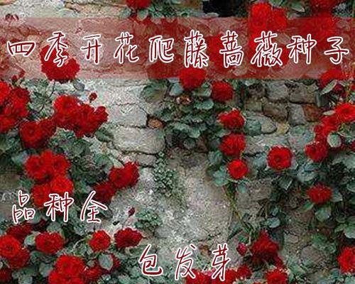 玫瑰花种子怎么种（玫瑰花籽种植方法和时间）