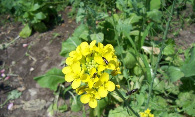 芥菜几月份播种（芥菜种植方法和时间）