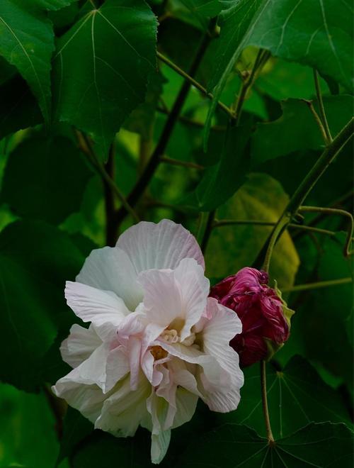 芙蓉花的花语与代表意义（解读芙蓉花的十五种象征与寓意）