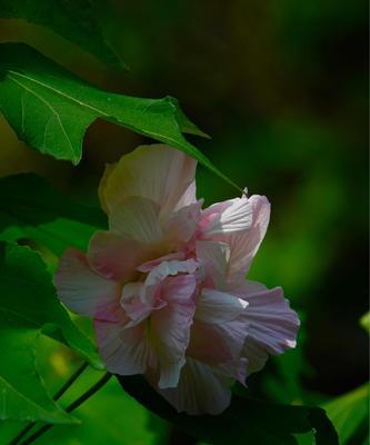 芙蓉花的花语与代表意义（解读芙蓉花的十五种象征与寓意）