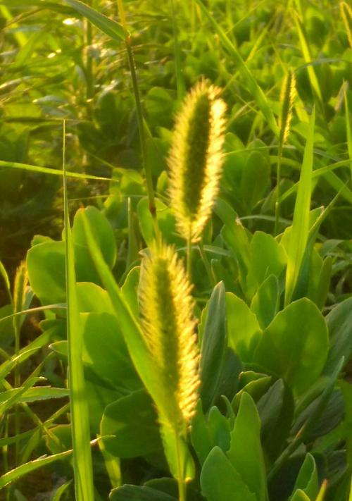 狗尾巴草花语（狗尾巴草的花语及寓意解读）