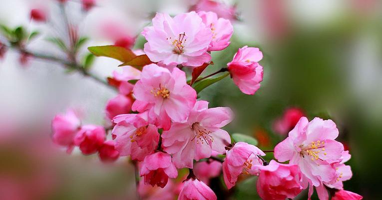 海棠花的花语与寓意（海棠花的象征之美与深层意义）