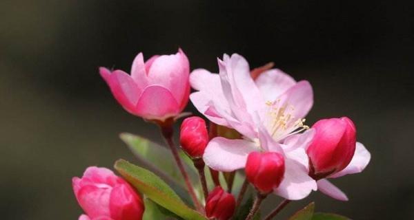 海棠花的花语与寓意（探寻海棠花的深层含义）