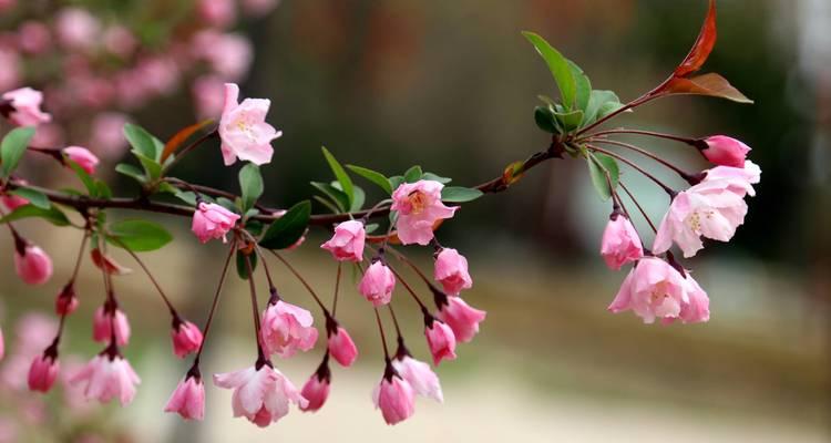 海棠花（品格代表与文化传承）