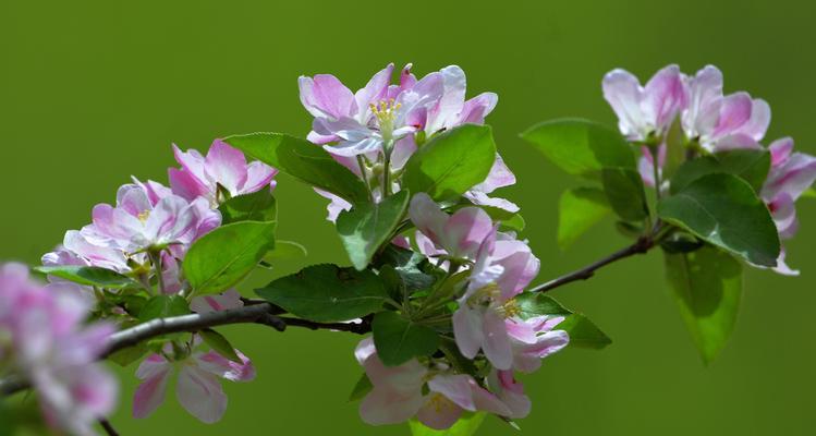 海棠花语与寓意（探索海棠花的美丽内涵和情感表达之道）