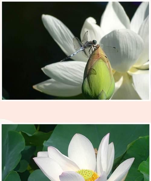 荷花的寓意与象征（水中花海的艳丽与深邃）