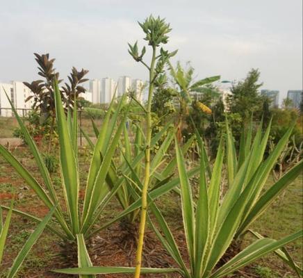 虎尾草的花语及其寓意（揭示虎尾草的神秘与美丽）