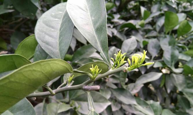 花芽分化（探索花芽分化带来的生命多样性）