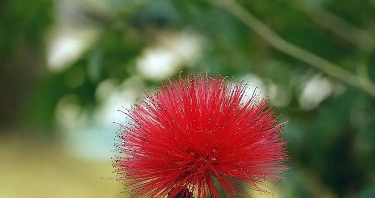 花语告白（隐藏在花海中的真心表白）