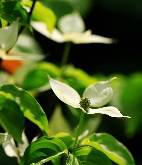 探索活化石植物的古老秘密（从活化石植物中窥探生命进化的奥秘）