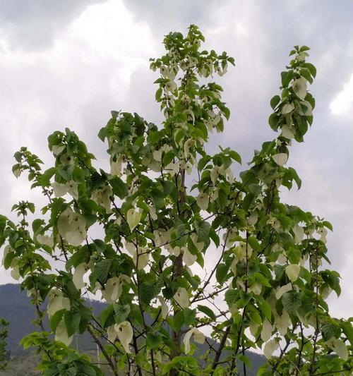 探索活化石植物的古老秘密（从活化石植物中窥探生命进化的奥秘）