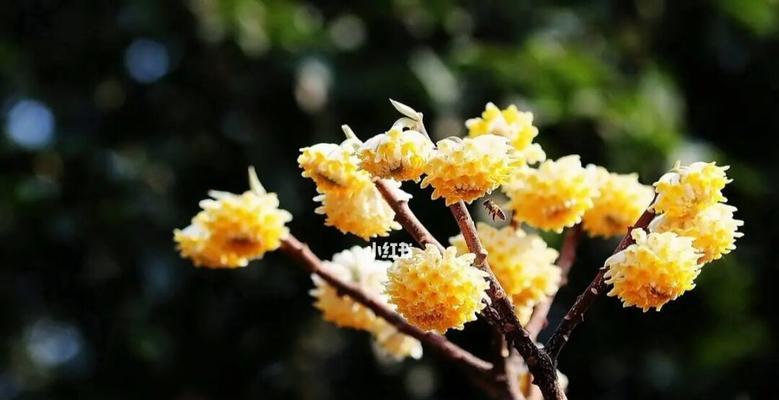 以结香的花语与传说（永恒之爱）