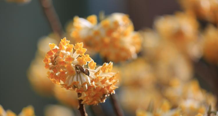 以结香花的寓意是什么（探究以结香花的象征与内涵）