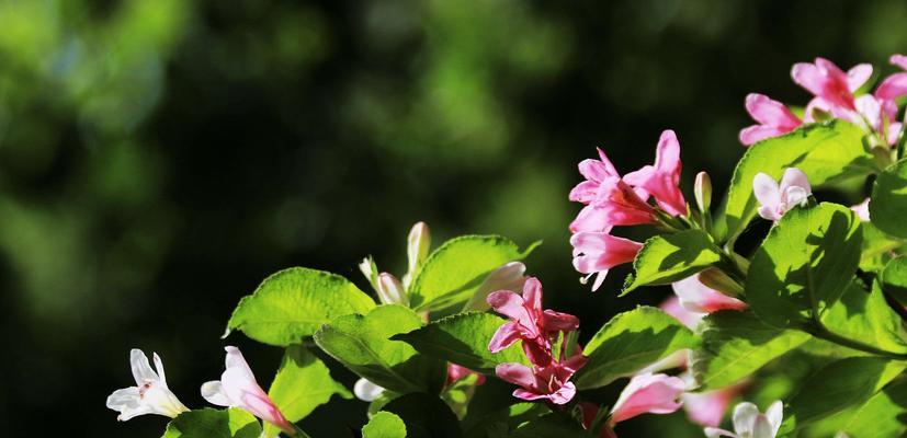 锦带花花语与寓意（探寻花束中的深情密码）