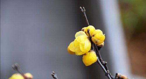 腊梅花（揭示腊梅花的意义和象征）