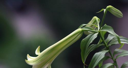 蓝桉的花语与意义（探索蓝桉花的寓意与象征）