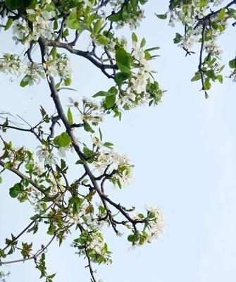 梨花之美——花语与象征意义（倾诉清雅的芬芳）