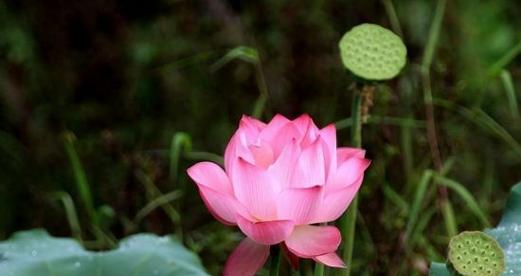 莲花花语的深意——美丽、坚韧与纯洁（探寻莲花的花语）