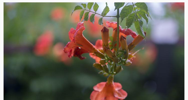 凌霄花之美（探寻凌霄花的意义与传说）