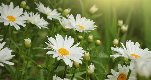 绿色雏菊的花语与寓意（揭示绿色雏菊的神秘象征）